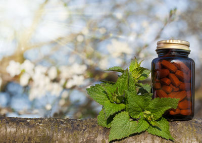 Close-up of plants in glass jar on table