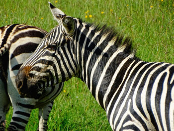 View of two zebras on field