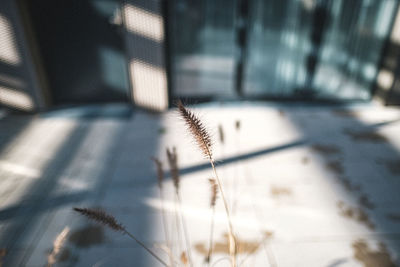 Close-up of plant on field against building