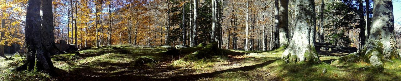 Trees in forest