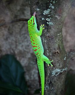 Green lizard on tree trunk