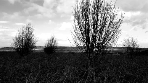 Bare trees on landscape against sky