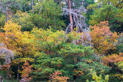 View of autumnal trees in forest