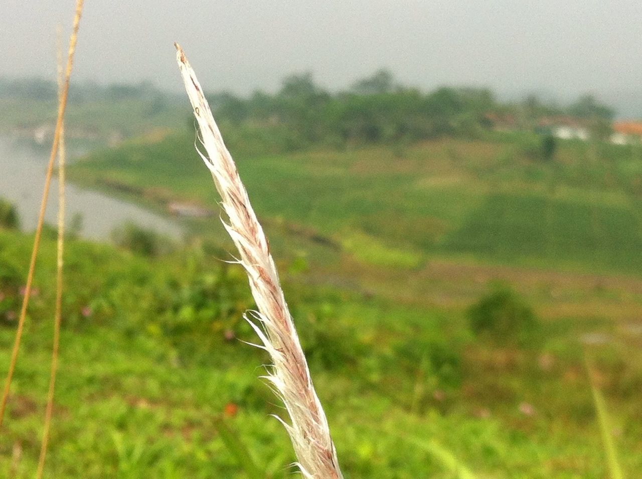 focus on foreground, grass, close-up, nature, field, growth, tranquility, selective focus, landscape, beauty in nature, plant, stem, day, outdoors, no people, tranquil scene, green color, tree trunk, dry, sky