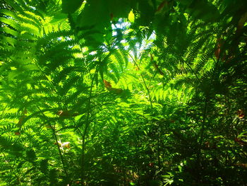 Low angle view of trees