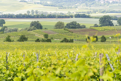 Scenic view of agricultural field