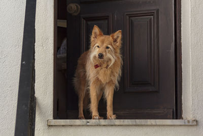 Dog at the doorstep