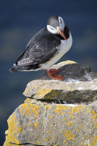 Close-up of puffin on rock 