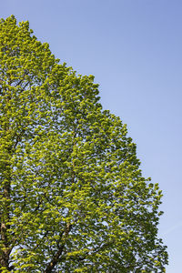 Low angle view of tree against clear sky