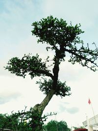 Low angle view of trees against sky