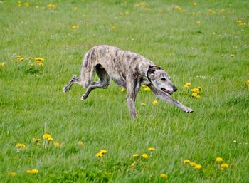 Side view of dog running on field