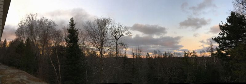 Panoramic view of bare trees against sky
