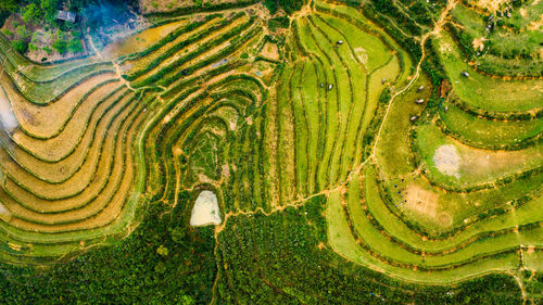 Full frame shot of agricultural field