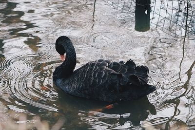 Black swan swimming in lake