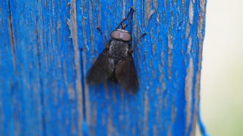 Close-up of blue lizard on wood