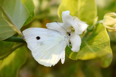 Close-up of butterfly on white flower