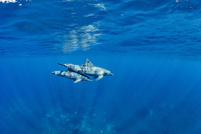 View of fish swimming in sea