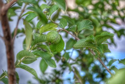 Low angle view of green leaves on tree