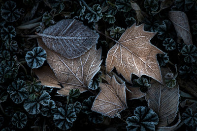 Close-up of autumn leaves on snow
