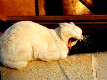 Close-up of cat yawning