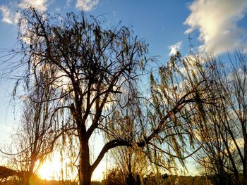 Low angle view of trees against sky