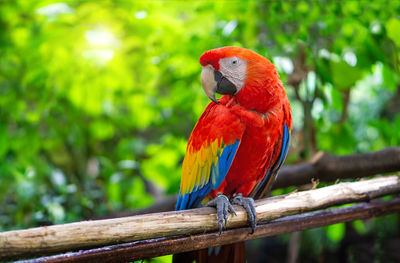 Close-up of parrot perching on branch