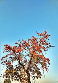 Low angle view of flower tree against clear blue sky