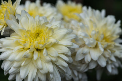 Close-up of white dahlia