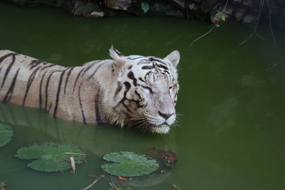 View of tiger drinking water