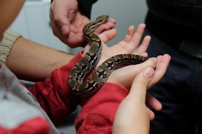 Midsection of child holding a snake