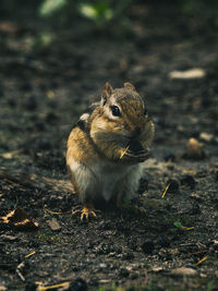 Close-up of squirrel eating food