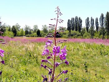 Purple flowers growing on field against sky