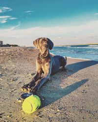 Dog standing on shore