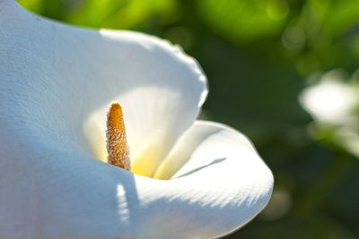 Close-up of white flowering plant