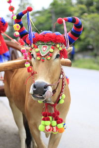 Close-up of a cow