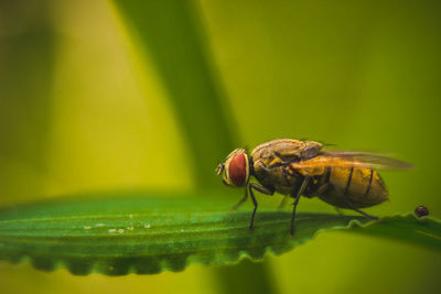 Close-up of fly on leaf