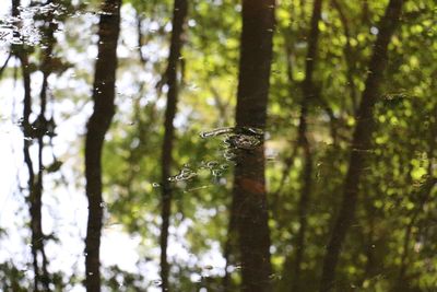 Low angle view of tree in forest