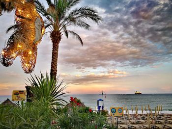 Palm tree by sea against sky