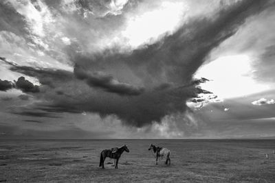 Horses of horses resting under the wide blue sky in bayinbulak swan lake reserve, xinjiang