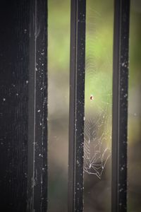 Close-up of spider on window