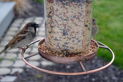 Close-up of bird perching on feeder