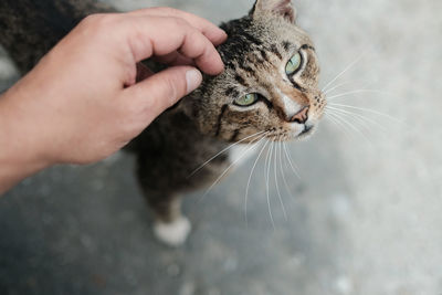 High angle view of a hand touching a street cat