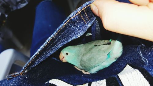 Close-up of parakeet in bib overalls pocket
