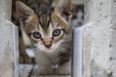 Close-up portrait of kitten