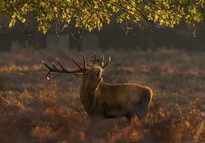 Deer on field