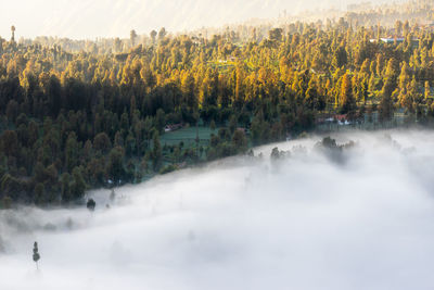 Scenic view of forest against sky