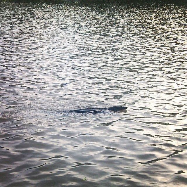 water, rippled, waterfront, nature, tranquility, beauty in nature, lake, high angle view, reflection, tranquil scene, sea, water surface, full frame, backgrounds, no people, scenics, outdoors, day, river, idyllic