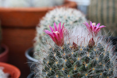 Cactus with pink flower