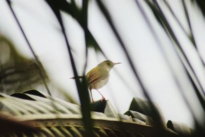 Low angle view of bird perching on plant