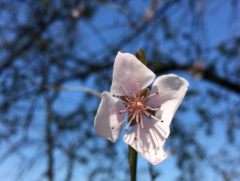 Low angle view of white flower on tree